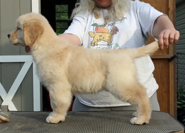 Dog picture