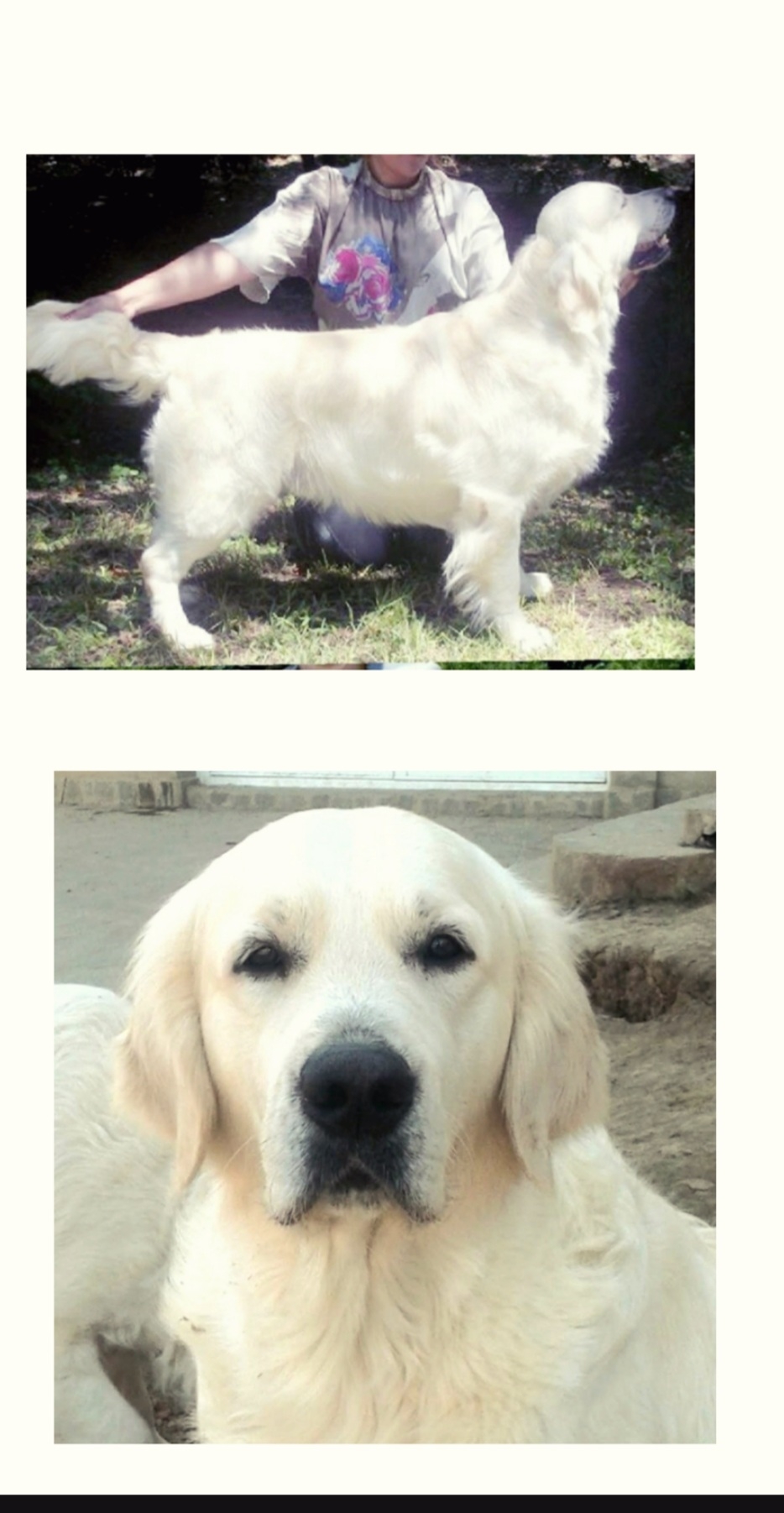 Dog picture