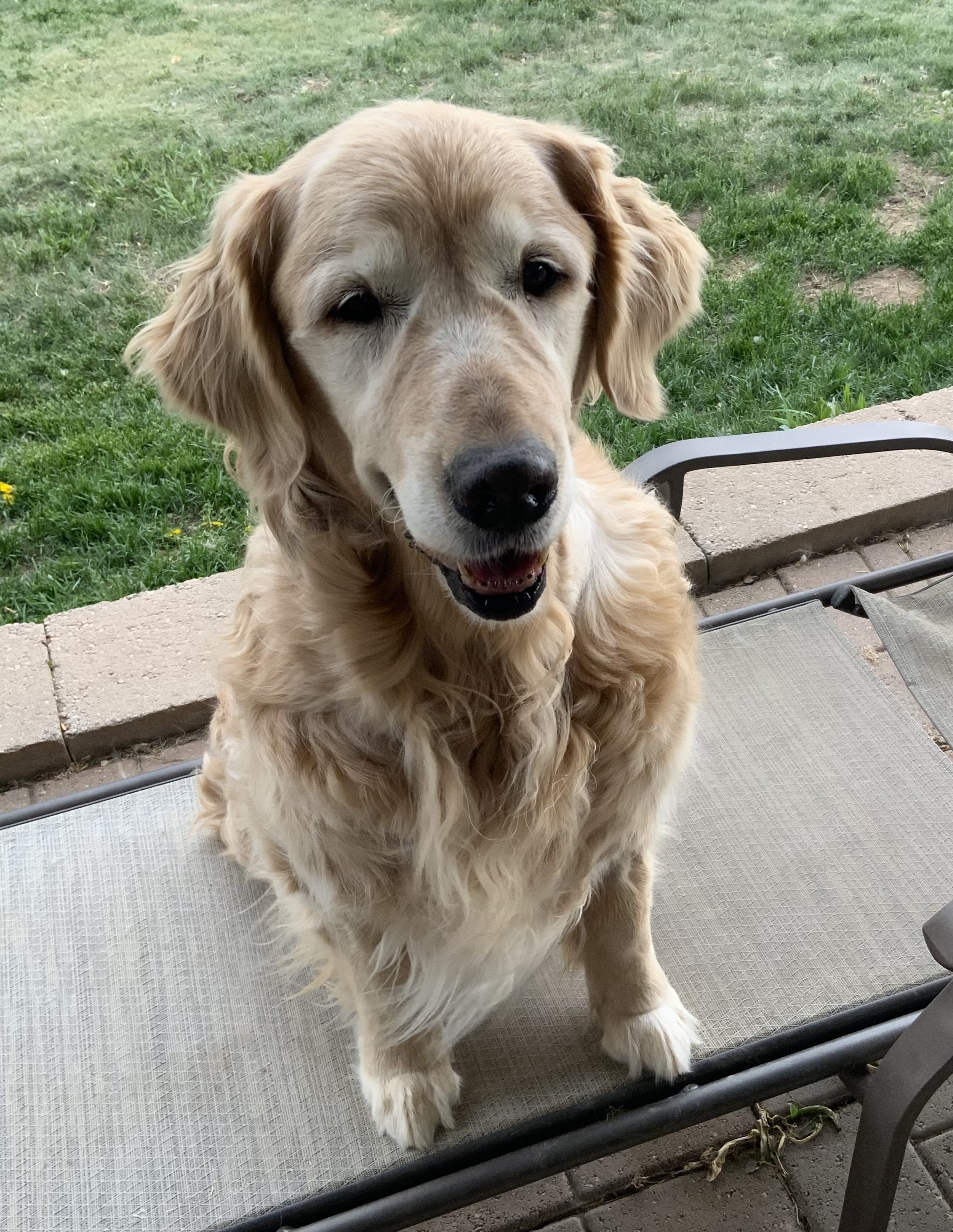 Dog picture