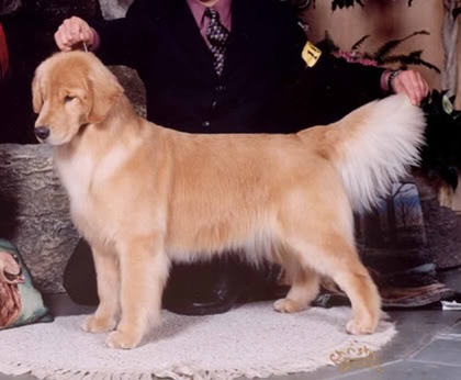 Dog picture