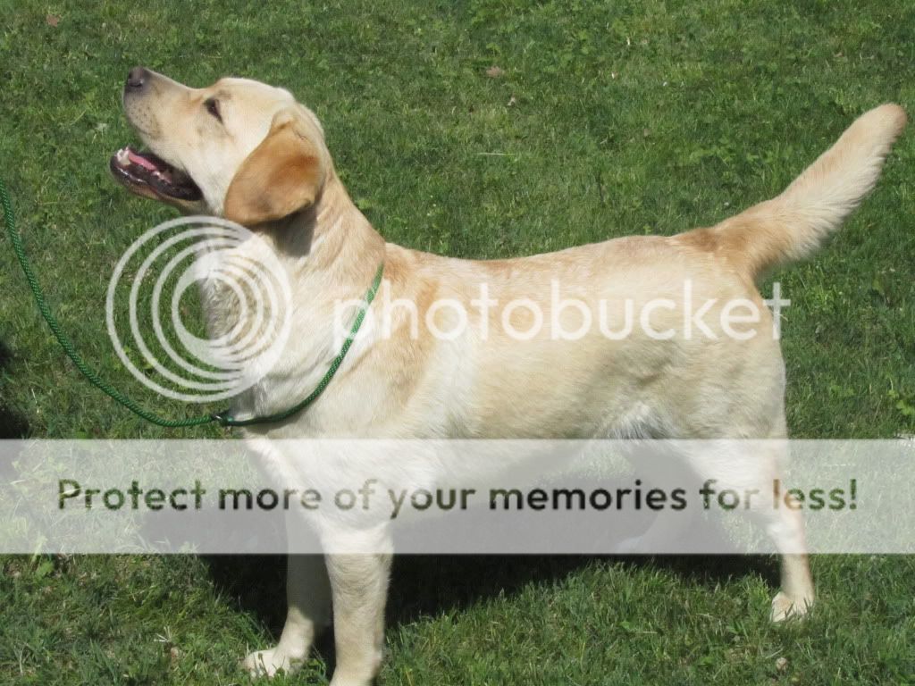 Dog picture