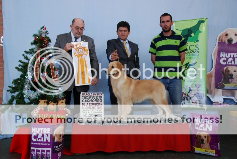 Dog picture