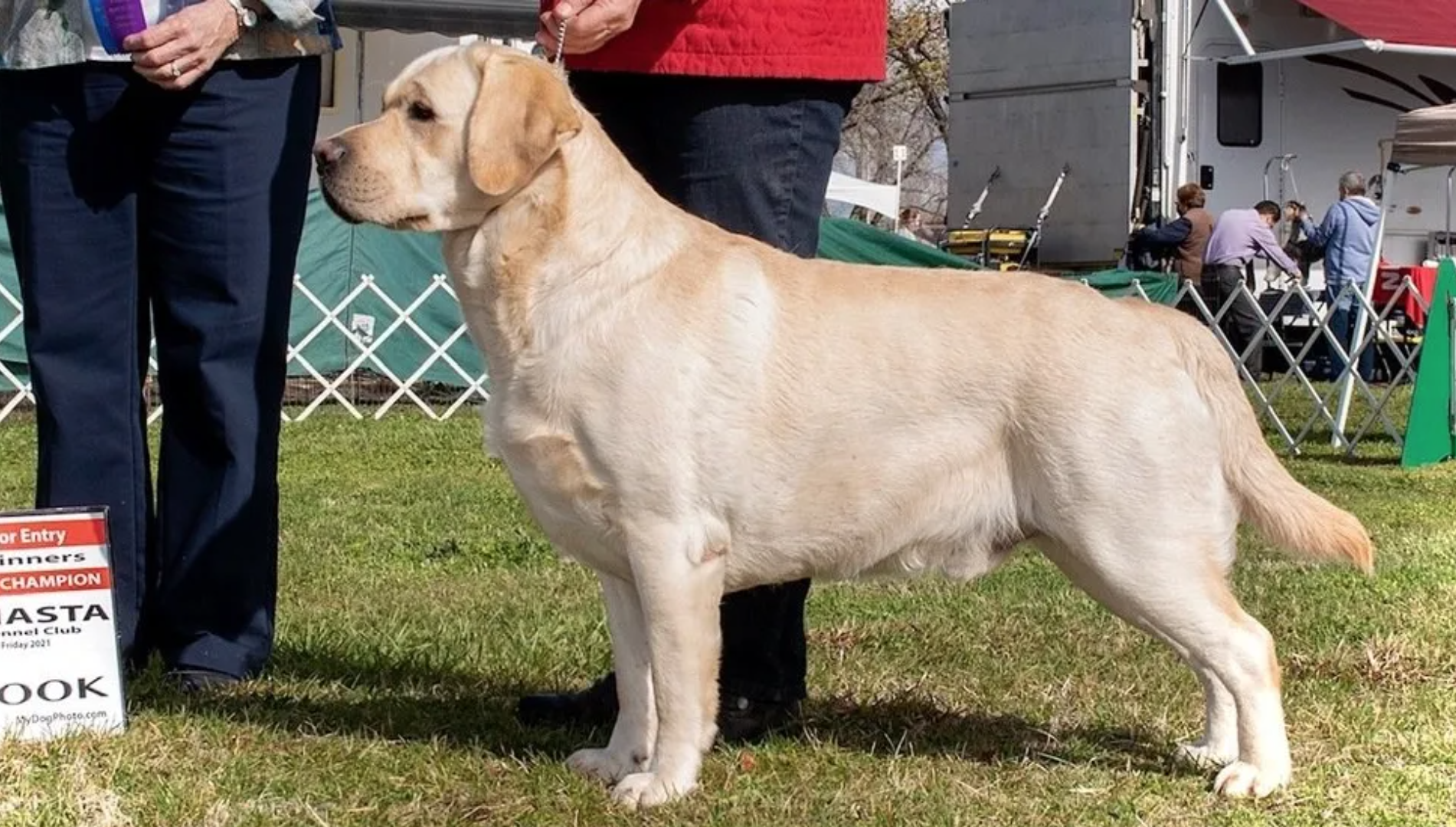 Dog picture