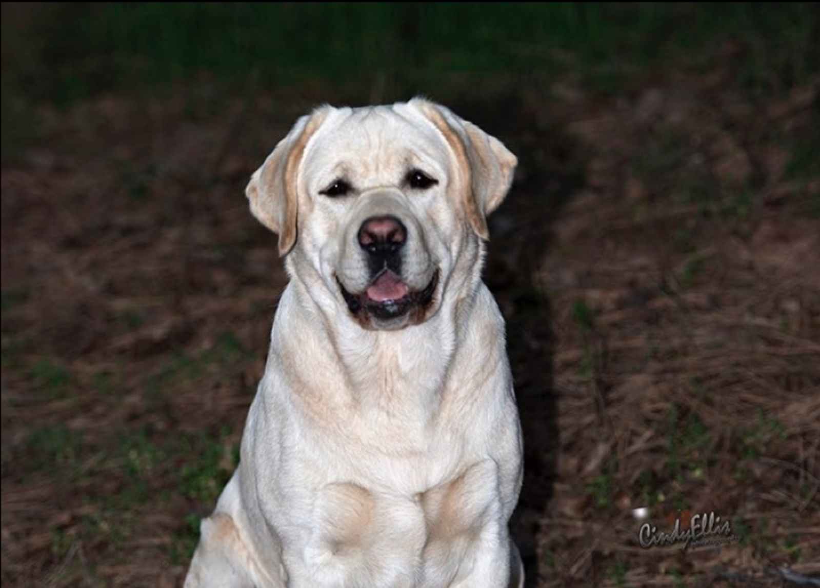 Dog picture