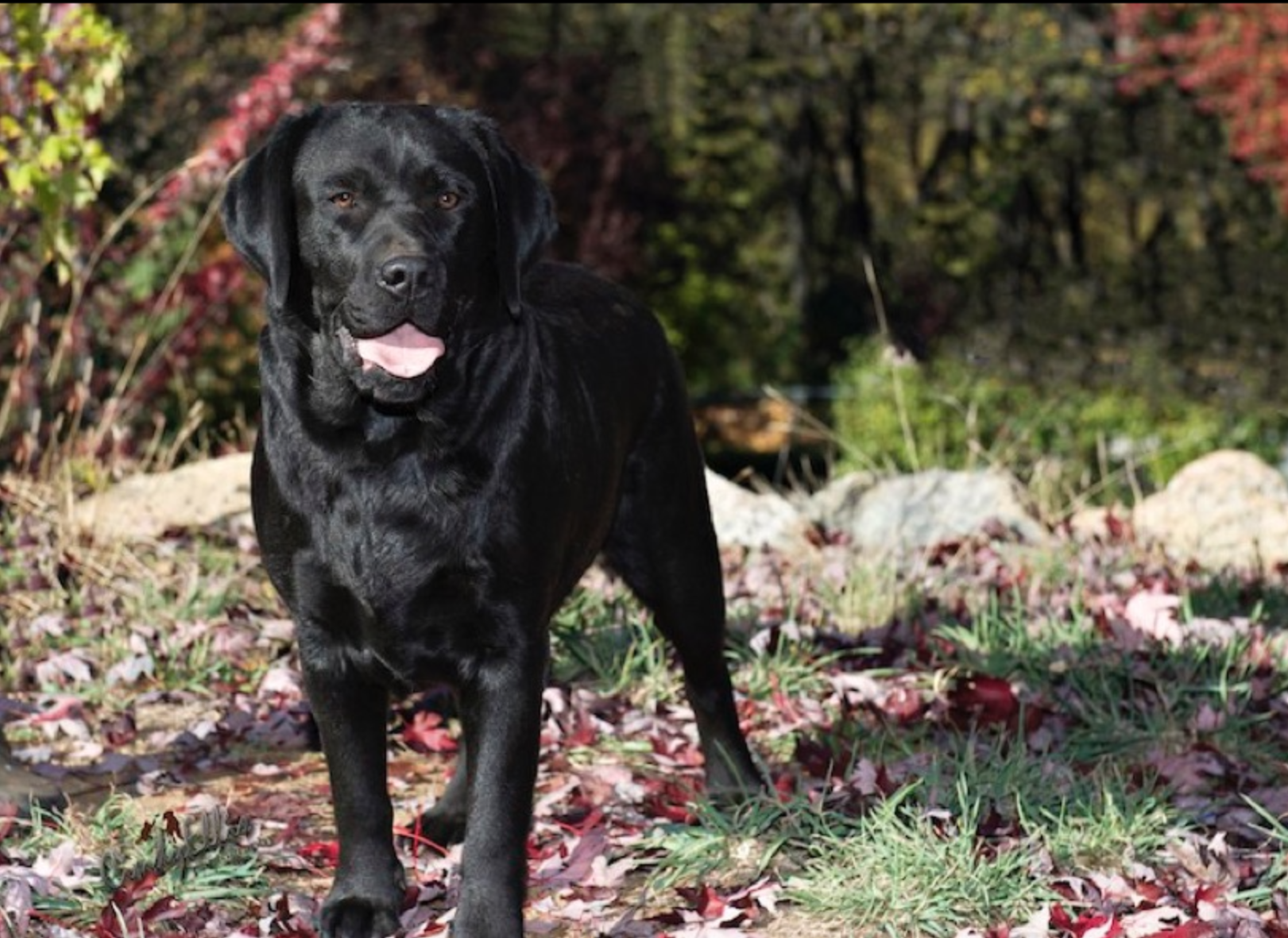 Dog picture