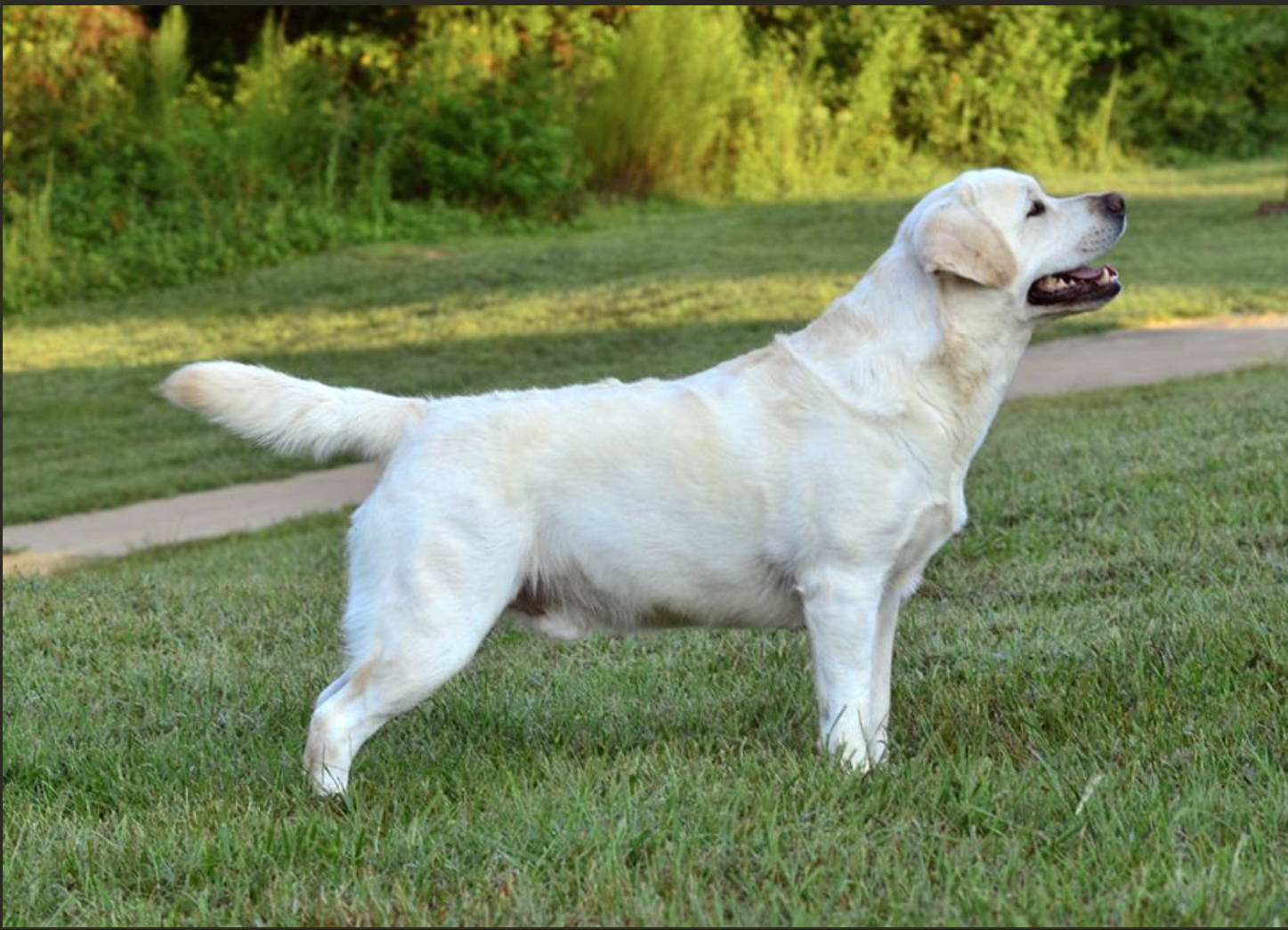 Dog picture