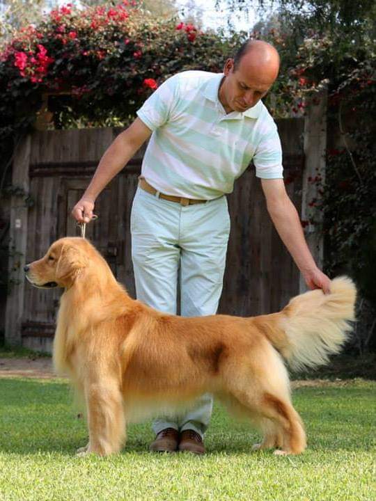 Dog picture