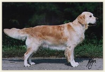 Dog picture