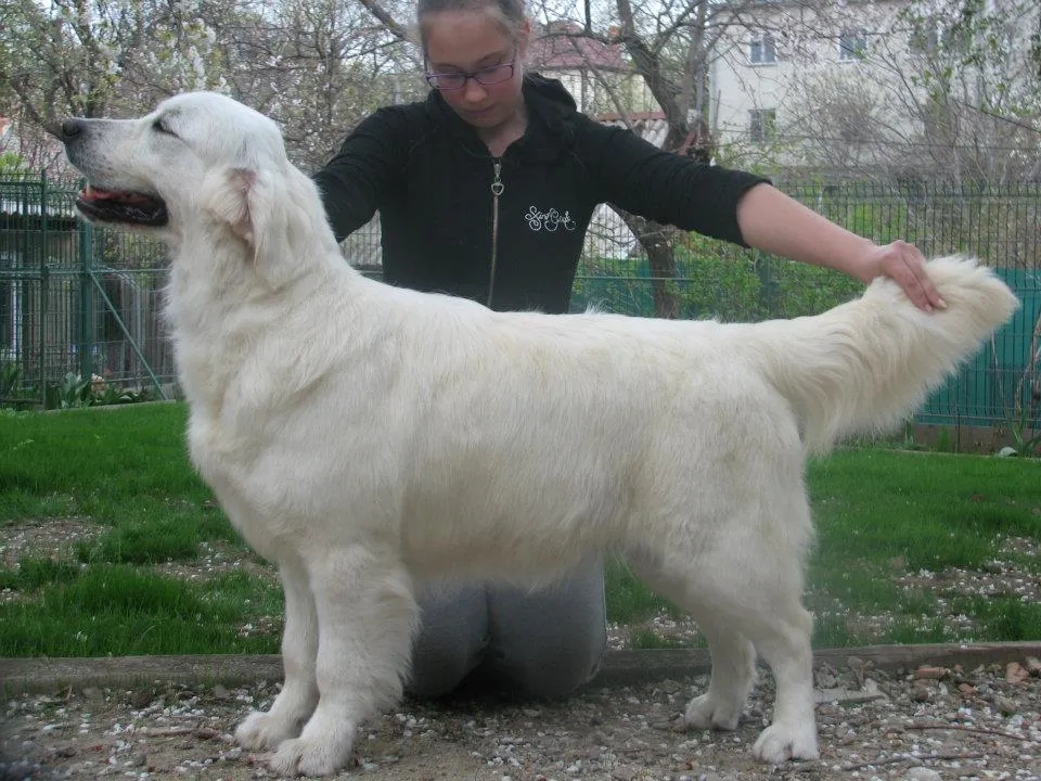 Dog picture