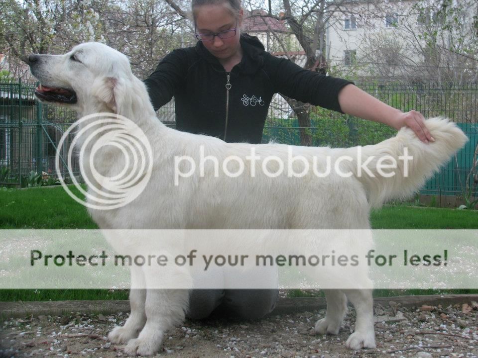 Dog picture