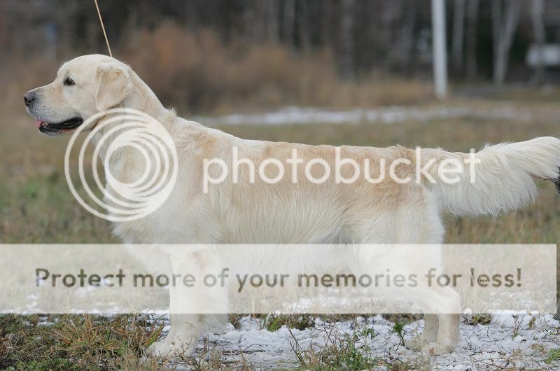 Dog picture
