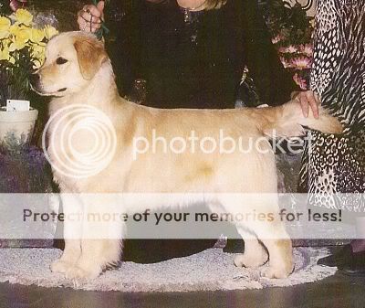 Dog picture