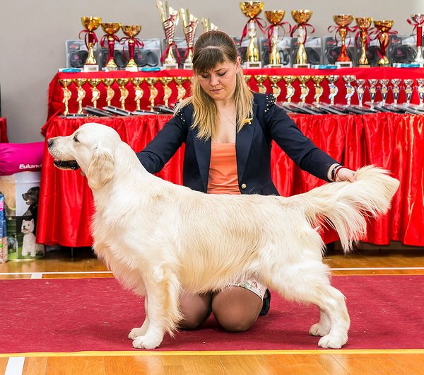 Dog picture