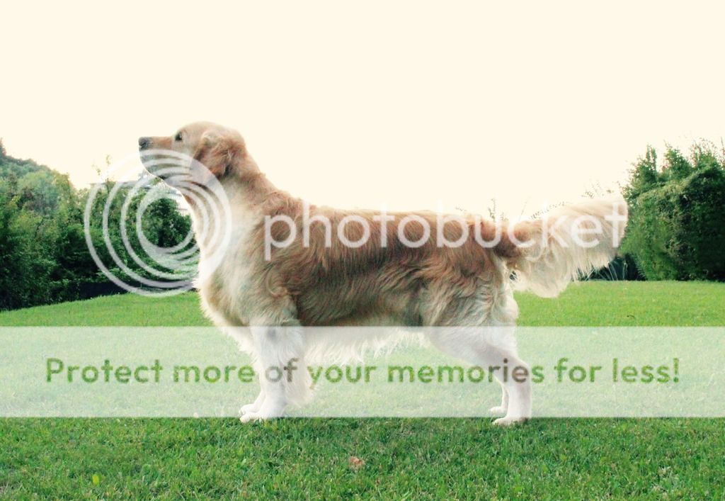 Dog picture