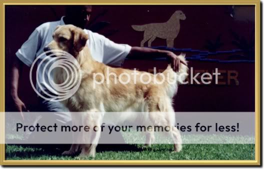 Dog picture