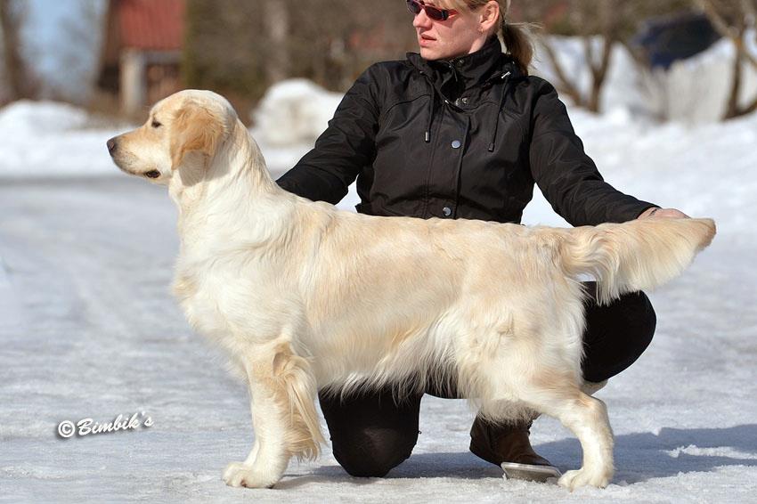 Dog picture