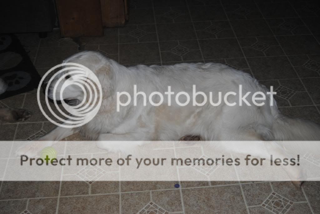 Dog picture