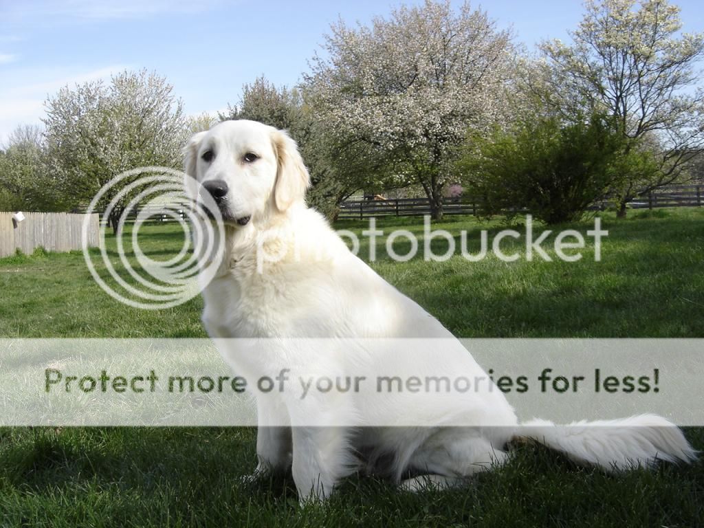 Dog picture