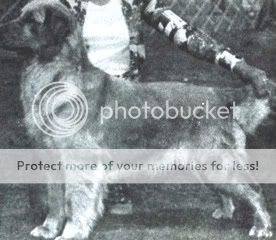 Dog picture
