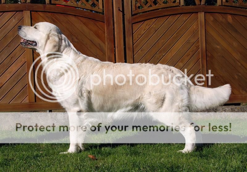 Dog picture