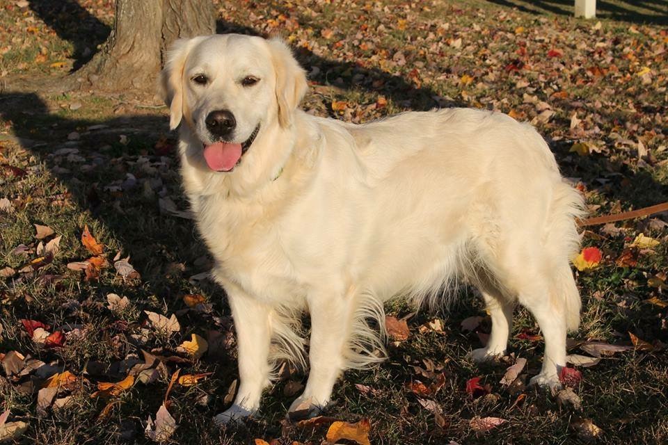 Dog picture