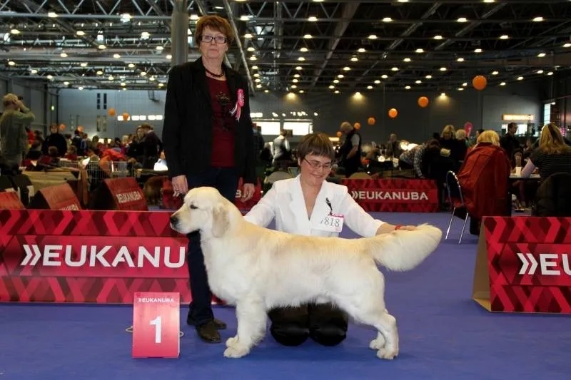 Dog picture