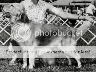 Dog picture