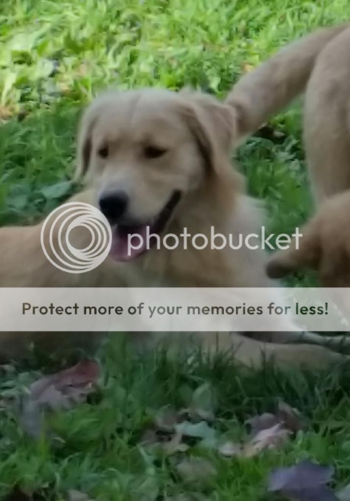 Dog picture
