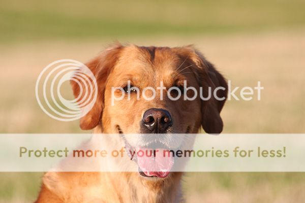 Dog picture