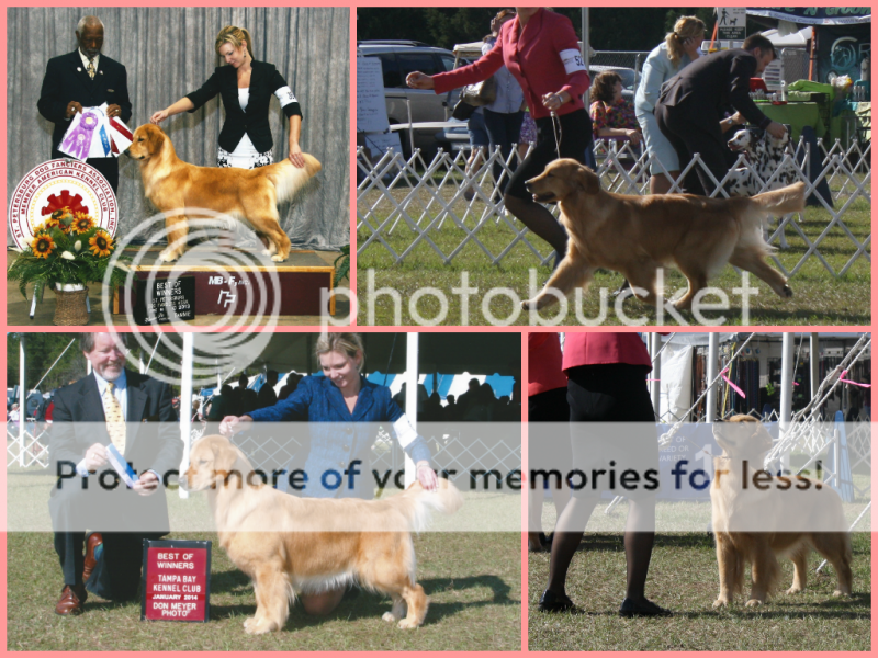 Dog picture