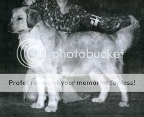 Dog picture