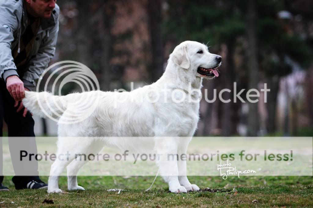 Dog picture