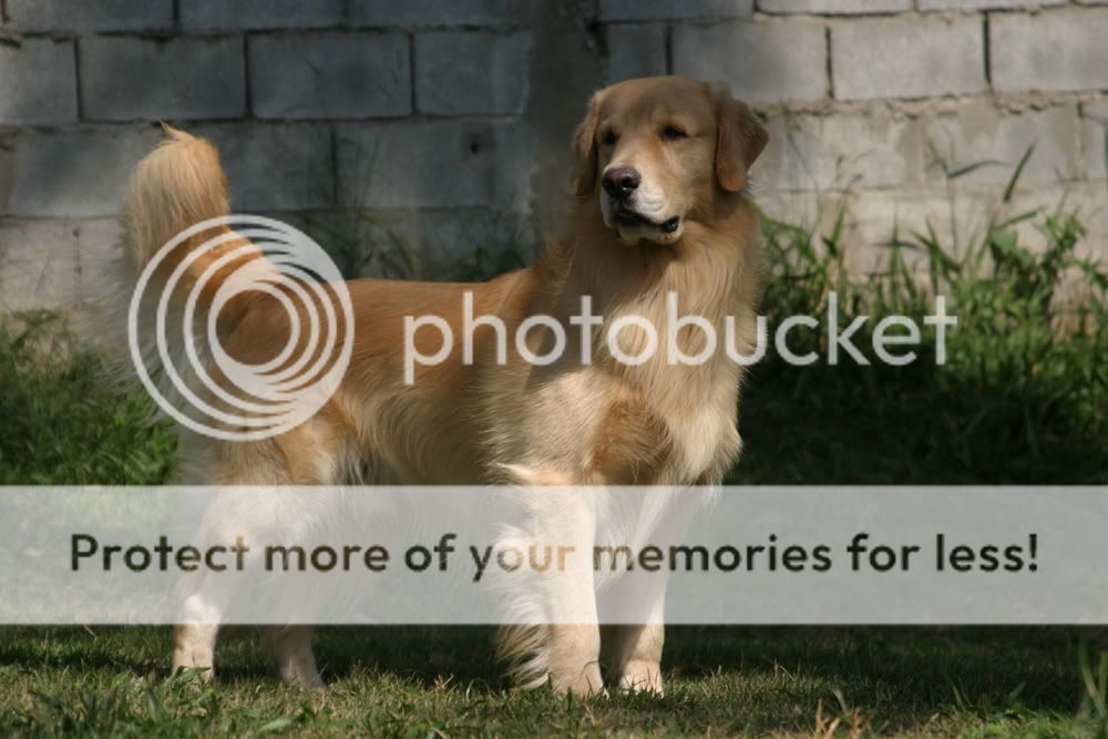 Dog picture