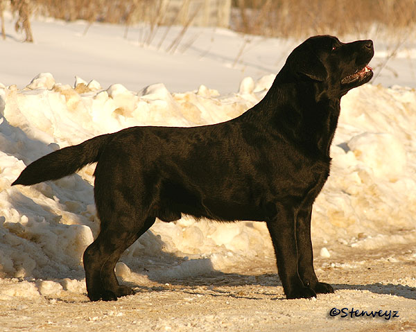 Dog picture
