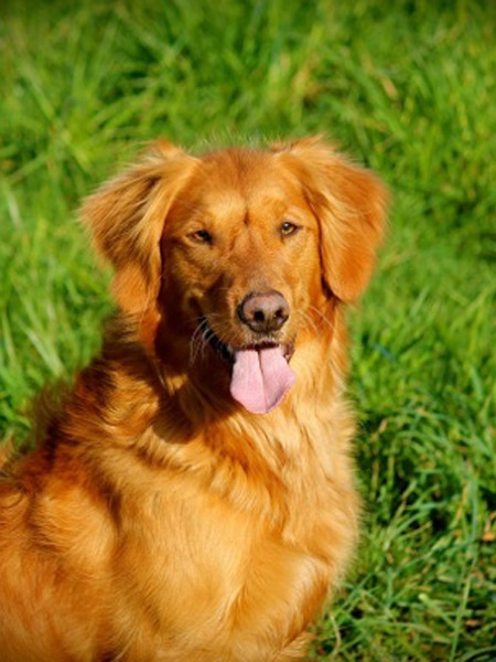 Dog picture