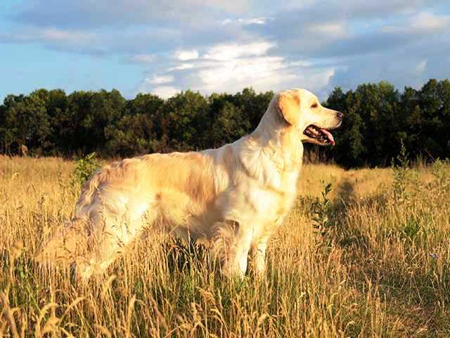 Dog picture