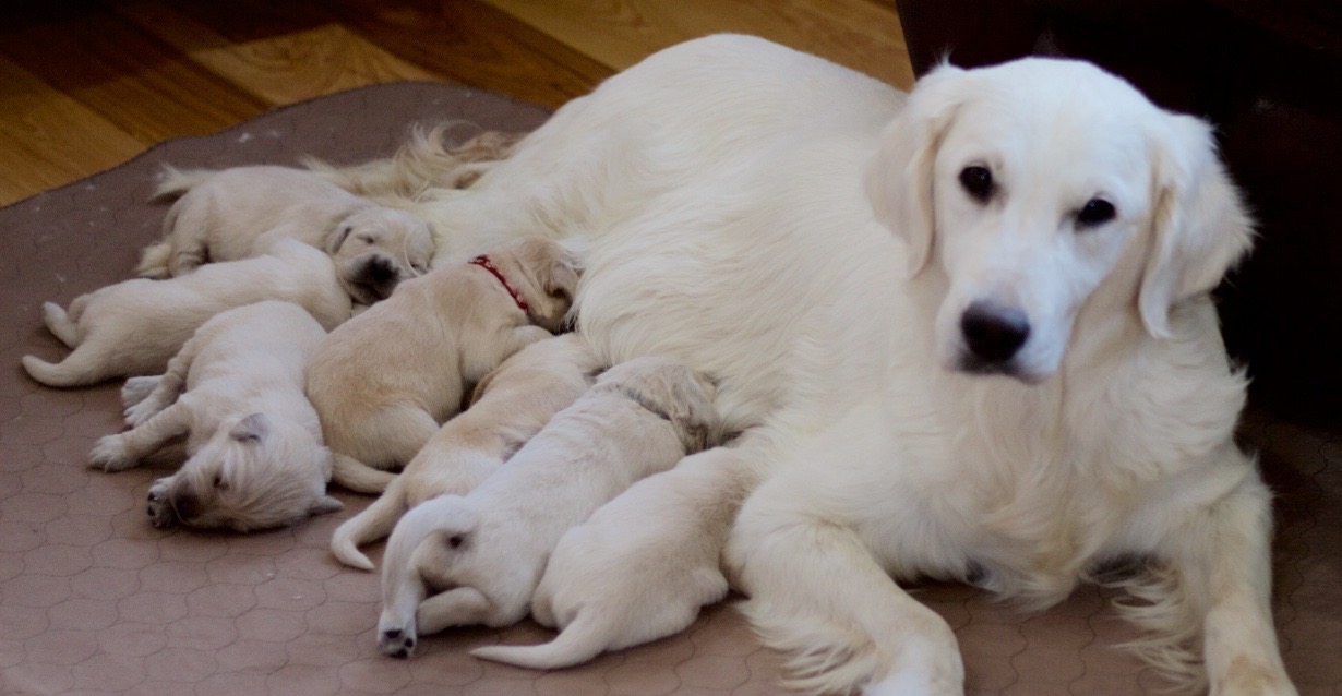 Dog picture