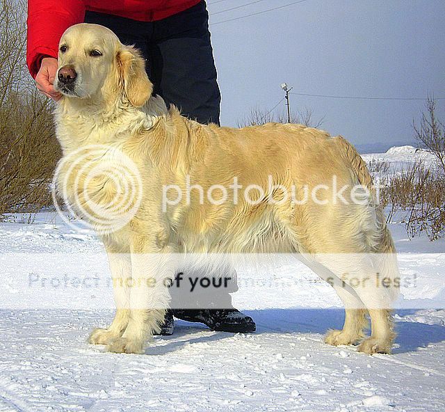 Dog picture