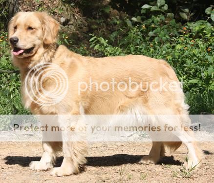 Dog picture