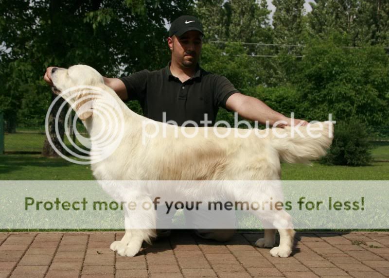 Dog picture