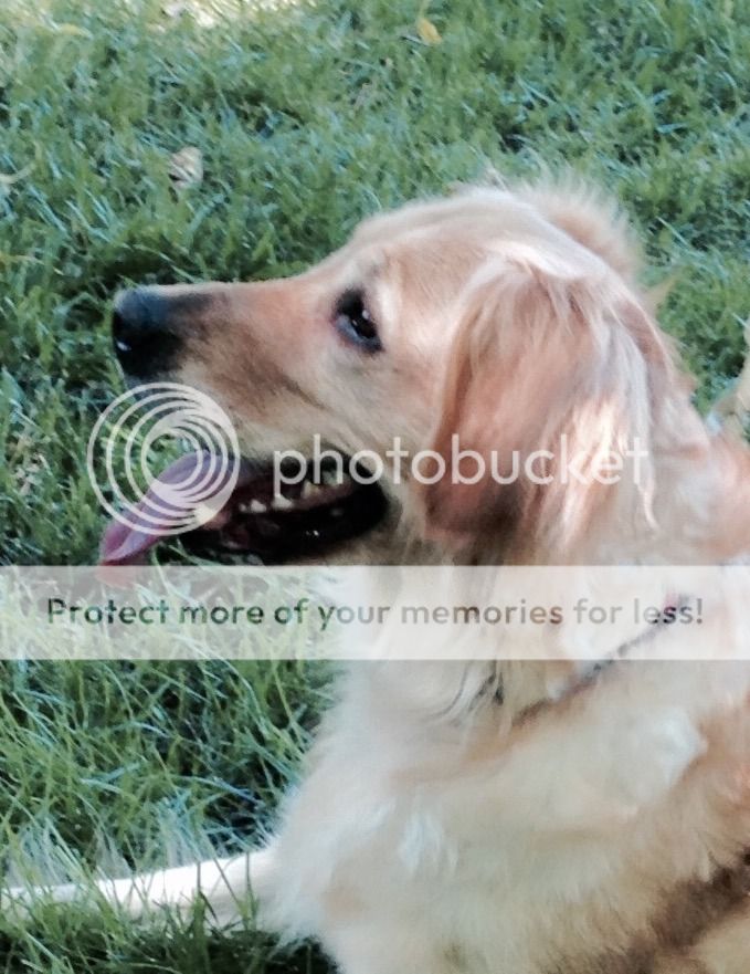 Dog picture