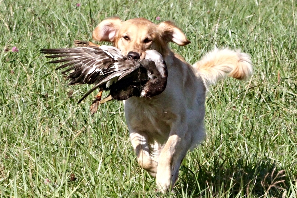 Dog picture