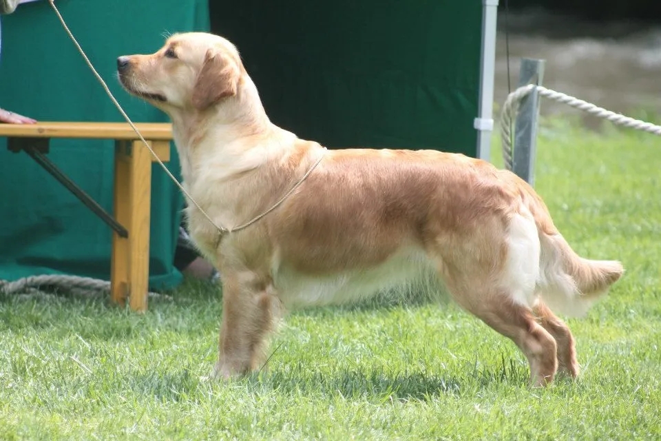 Dog picture