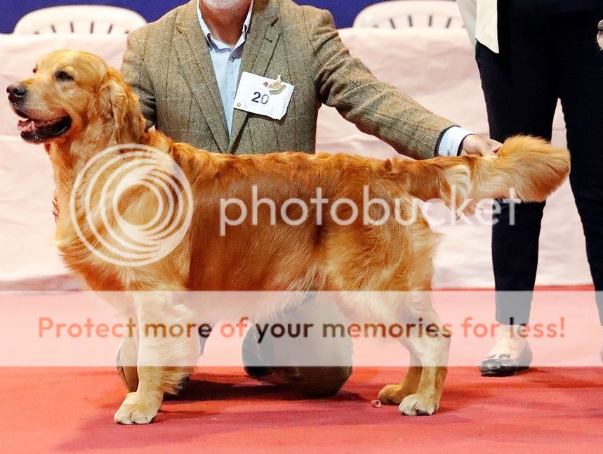 Dog picture