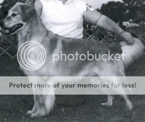Dog picture
