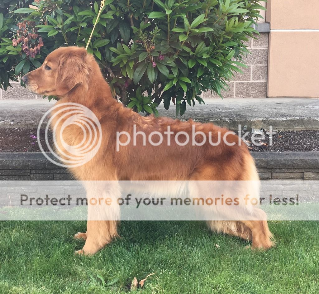 Dog picture