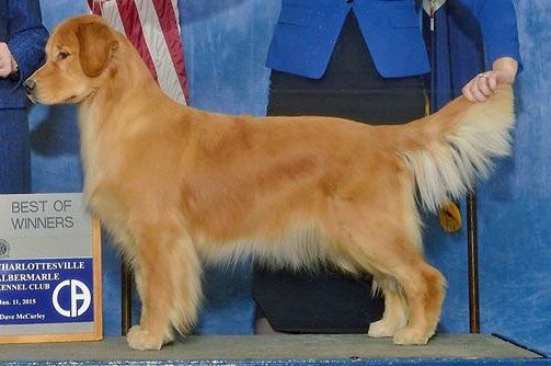 Dog picture