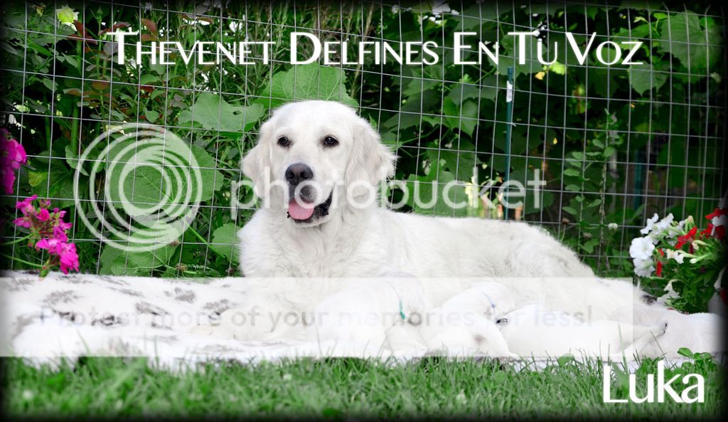 Dog picture