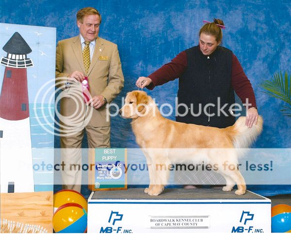 Dog picture