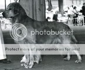 Dog picture